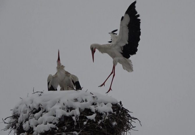Baharın Müjdecisi Leylekler Yuvalarında Kara Yakalandı