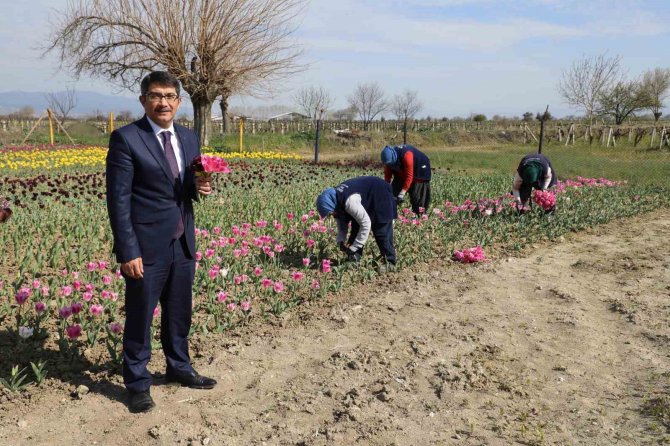 Lale Üretimi Kadınlara Gelir Kapısı Olacak