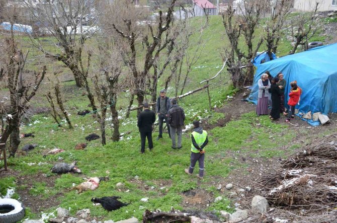 Kurt Sürüsü 13 Keçiyi Telef Etti