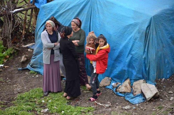 Kurt Sürüsü 13 Keçiyi Telef Etti