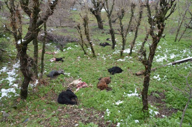 Kurt Sürüsü 13 Keçiyi Telef Etti