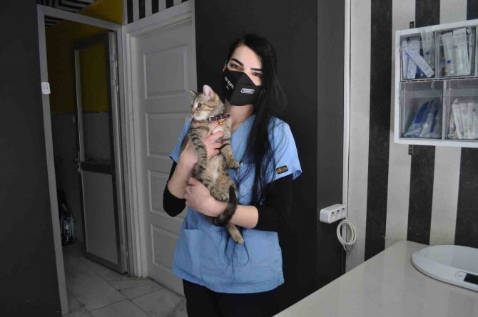 Sokak Kedilerinde ’Korona’ Salgını