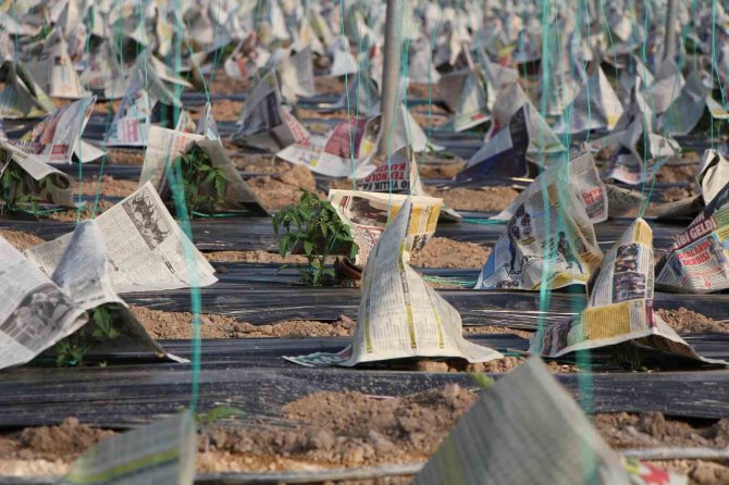 Genç Çiftçi Domates Fidelerini Gazete Ve Sis Bombasıyla Korudu
