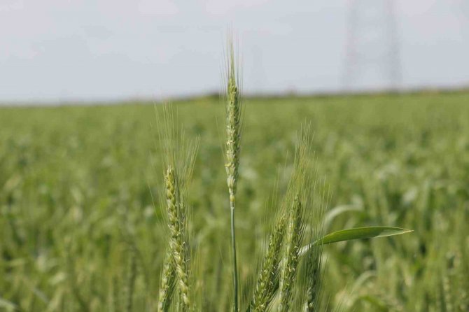 Buğdayda Rekolteyi Yağacak Yağmurlar Belirleyecek