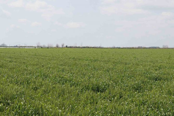 Buğdayda Rekolteyi Yağacak Yağmurlar Belirleyecek