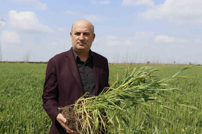 Buğdayda Rekolteyi Yağacak Yağmurlar Belirleyecek