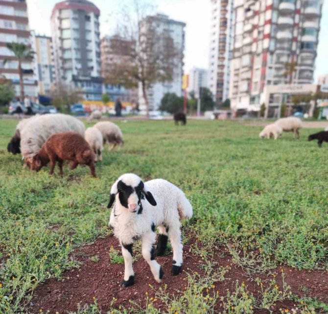 Köy Ve Kent İç İçe Geçti