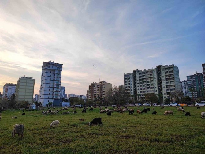 Köy Ve Kent İç İçe Geçti