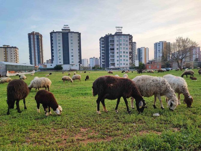 Köy Ve Kent İç İçe Geçti