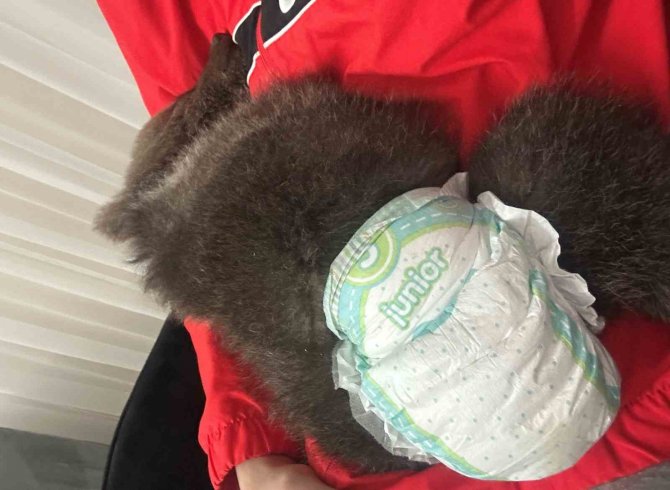 Bebek Bezli Yavru Ayı ‘Yogi’ Evin Maskotu Oldu