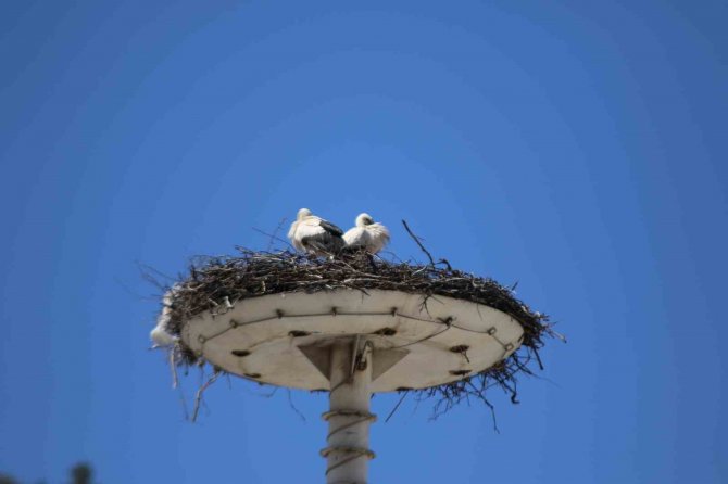 Baharın Habercisi Leylekler, Leylek Oteli’ne Ulaştı