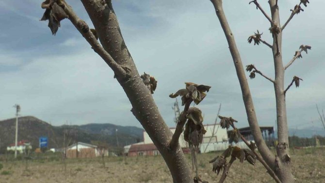 Zirai Donun Vurduğu İlçede Meyveye Ulaşmak Hayal Oldu: "Kaybımız Çok Büyük"