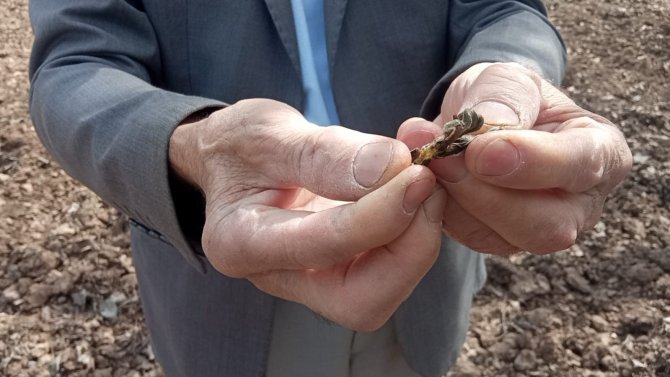 Zirai Donun Vurduğu İlçede Meyveye Ulaşmak Hayal Oldu: "Kaybımız Çok Büyük"