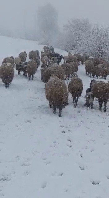 Tipi Ve Kara Yakalanan Hayvan Sürüsü Güçlükle Köye Ulaştırıldı