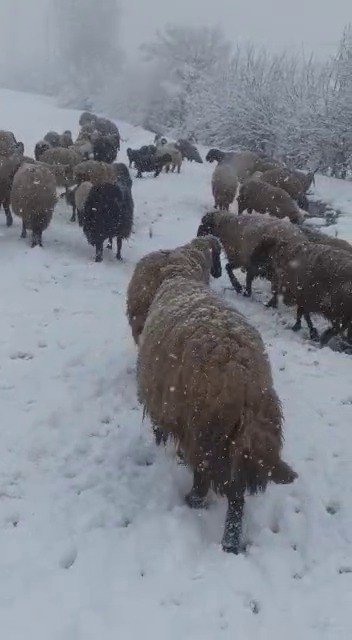 Tipi Ve Kara Yakalanan Hayvan Sürüsü Güçlükle Köye Ulaştırıldı