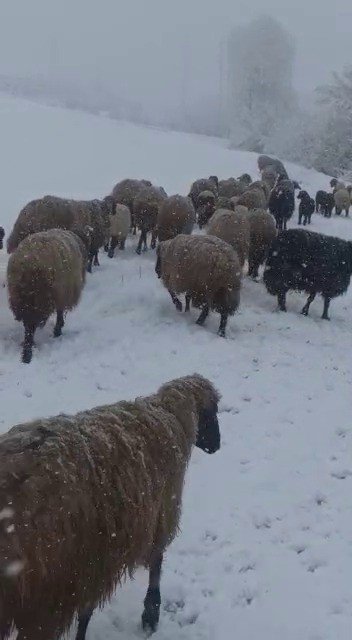 Tipi Ve Kara Yakalanan Hayvan Sürüsü Güçlükle Köye Ulaştırıldı