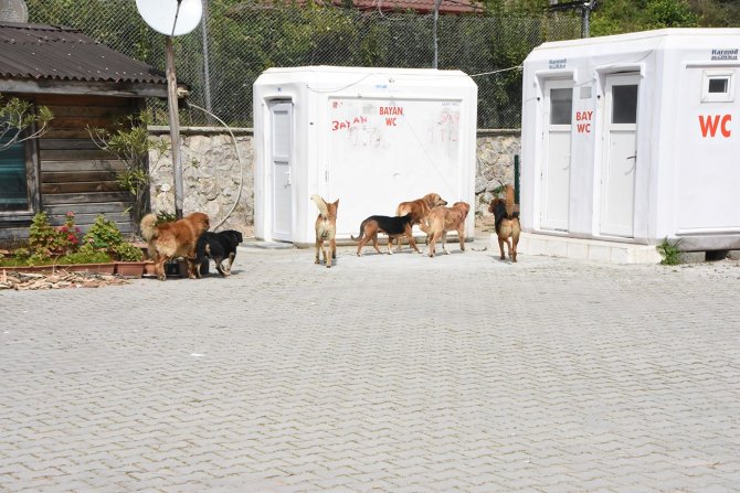 Sinop’ta Vatandaşlara Saldıran Sokak Köpekleri Toplandı