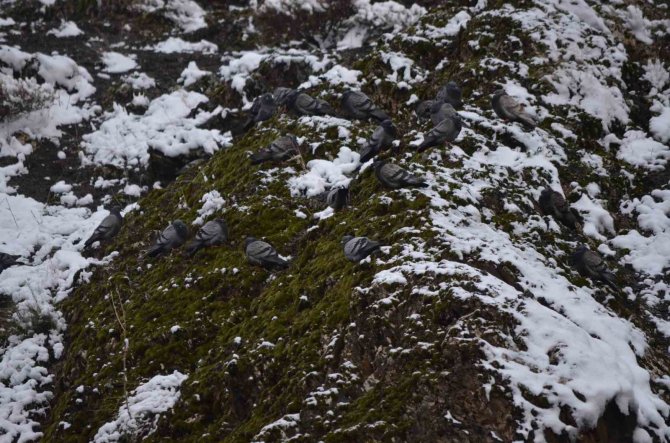Şırnak’ta Kar Yağışı Hayvanları Ve Bitkileri Olumsuz Etkiledi