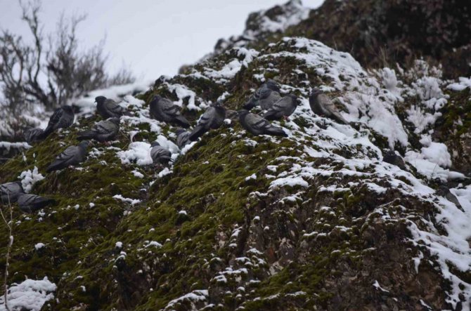 Şırnak’ta Kar Yağışı Hayvanları Ve Bitkileri Olumsuz Etkiledi