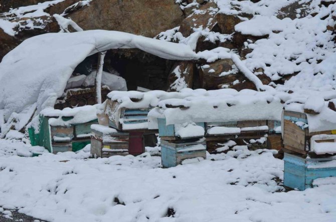 Şırnak’ta Kar Yağışı Hayvanları Ve Bitkileri Olumsuz Etkiledi