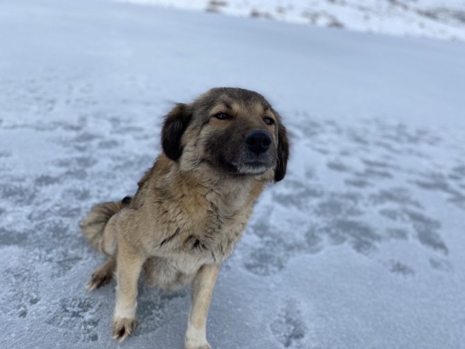 Ağrı’da Kar Yağışının Ardından Don Etkili Oldu