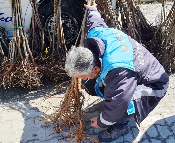 Altıntaş’ta Fidan Satışları Denetimleri