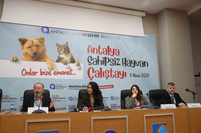 Başkan Böcek: “Sokak Hayvanlarına Desteğimiz Sürecek”