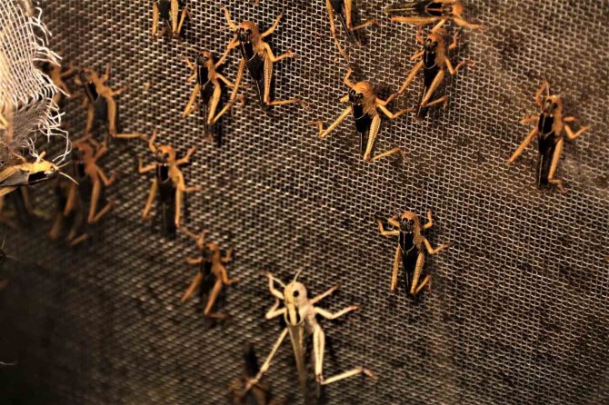 Arkadaşlarının "Türkiye’de Senden Kim Böcek Alacak" Dediği İşletmeci 1 Milyon Çekirge Üretiyor