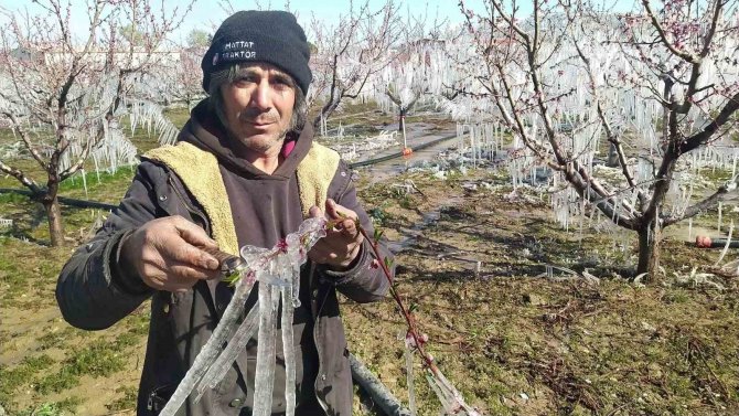 Ağaçları Dondan Buzla Koruyorlar