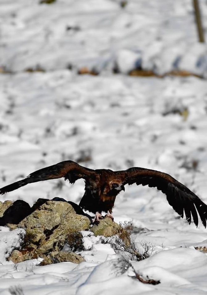 Kara Akbaba’nın Fotoğrafları Büyük İlgi Gördü