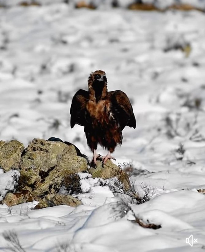 Kara Akbaba’nın Fotoğrafları Büyük İlgi Gördü