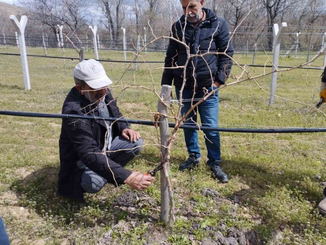 Elazığ’da Çiftçilere Bağ Budama Eğitimi