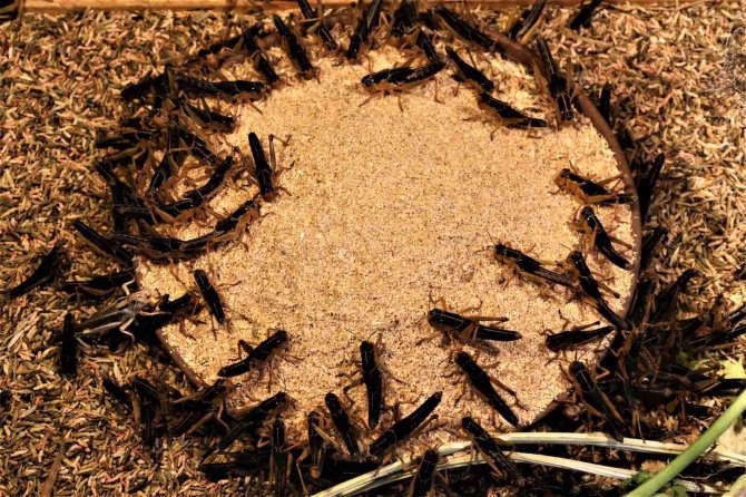 Arkadaşlarının "Türkiye’de Senden Kim Böcek Alacak" Dediği İşletmeci 1 Milyon Çekirge Üretiyor