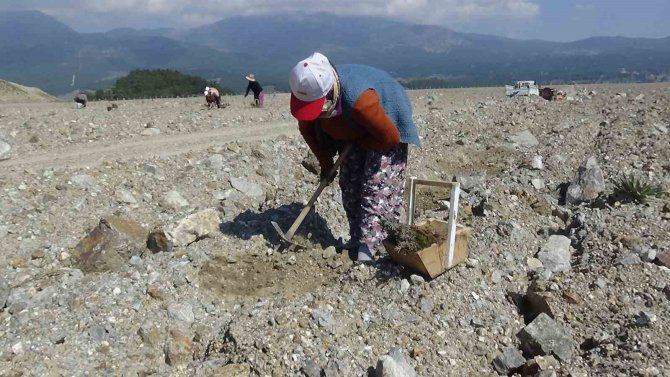 Kazdağları’ndaki Eski Maden Sahası Lavanta Kokacak