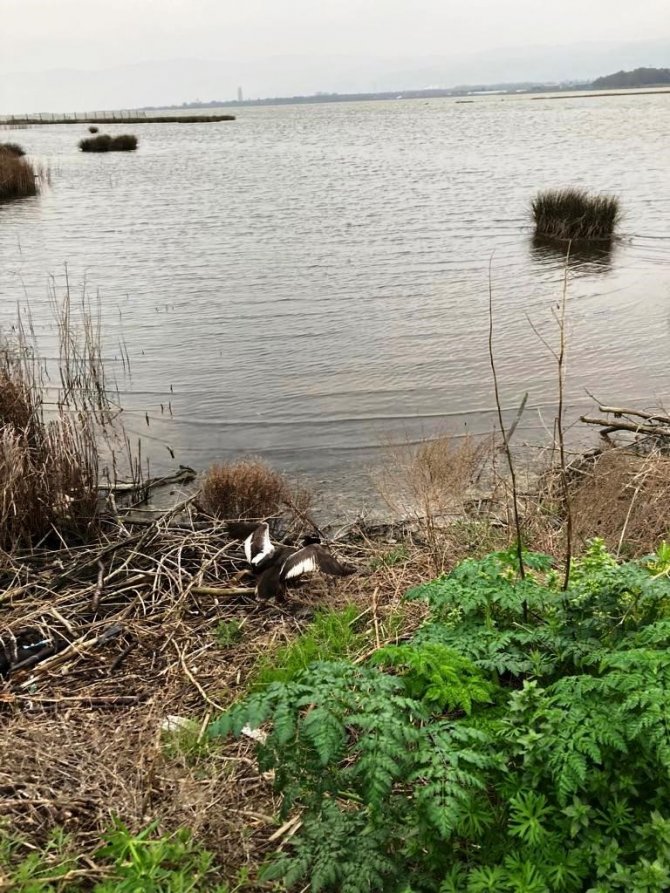 Tedavisi Tamamlanan Yaralı Bahri Kuşu, Hersek Lagünü’nde Doğaya Bırakıldı
