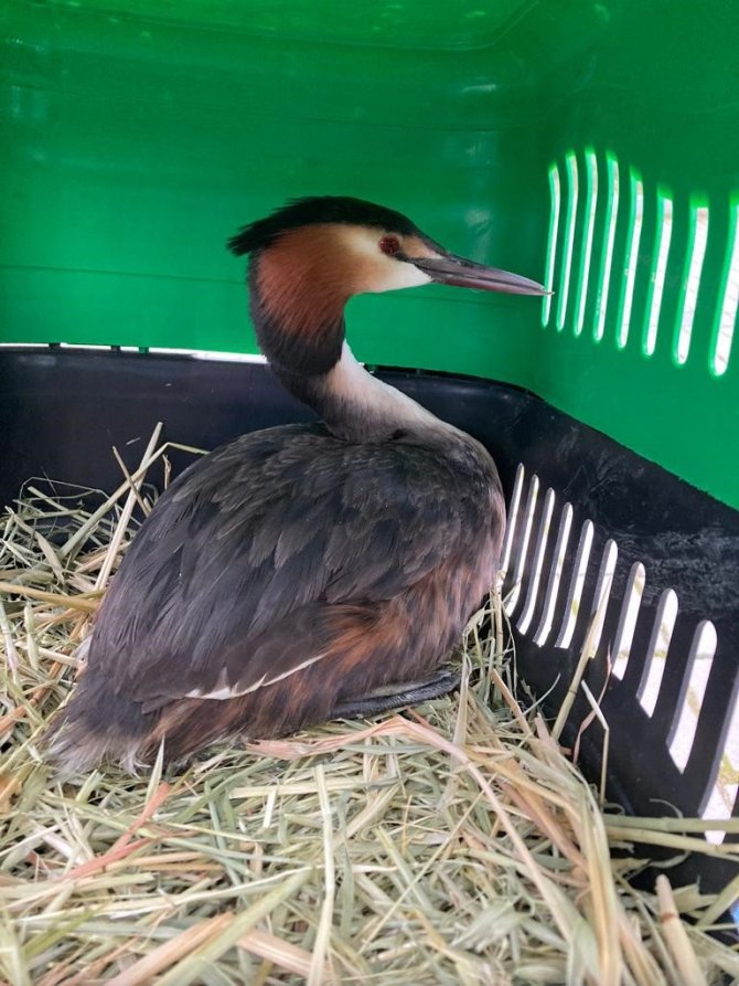 Tedavisi Tamamlanan Yaralı Bahri Kuşu, Hersek Lagünü’nde Doğaya Bırakıldı