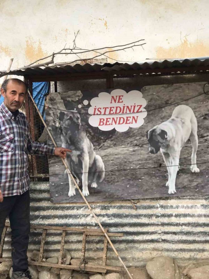 Sahiplendiği Köpeği Zehirlenen Adamdan Sitem Dolu Afiş