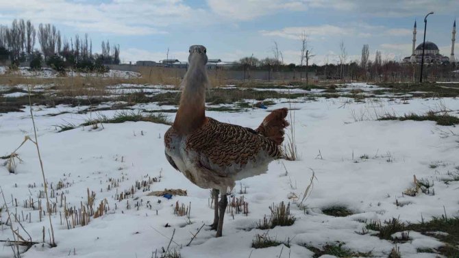 Yaralı Bulunan Kırmızı Listedeki Toy Kuşu Van’da Tedavi Altına Alındı