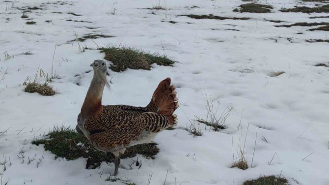 Yaralı Bulunan Kırmızı Listedeki Toy Kuşu Van’da Tedavi Altına Alındı