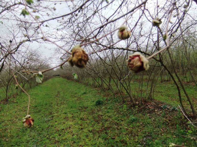 Fındıkta ’Kozalak Akarı’ İle Mücadele Zamanı