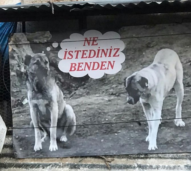 Sahiplendiği Köpeği Zehirlenen Adamdan Sitem Dolu Afiş