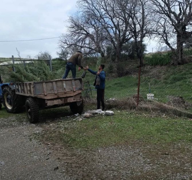 Şenoba Beldesinde Mezarlıkların Çevresine Çam Fidanları Dikildi