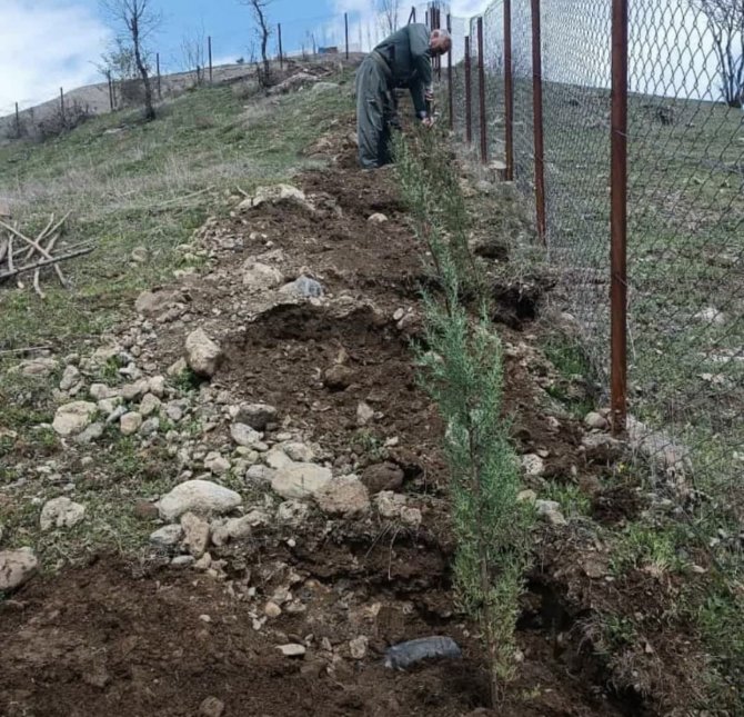 Şenoba Beldesinde Mezarlıkların Çevresine Çam Fidanları Dikildi