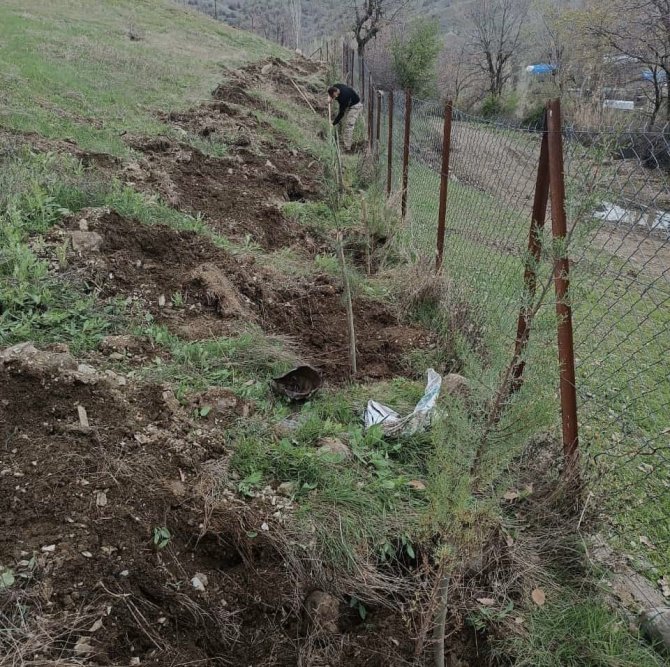 Şenoba Beldesinde Mezarlıkların Çevresine Çam Fidanları Dikildi