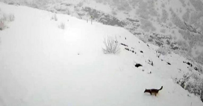 Köye İnen Kurt Böyle Görüntülendi
