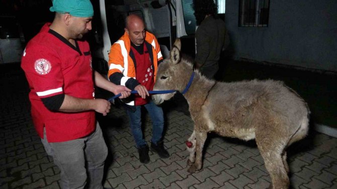 Depremde Yaralanan Sıpa Tatvan’a Getirildi