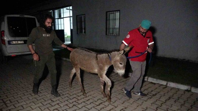 Depremde Yaralanan Sıpa Tatvan’a Getirildi