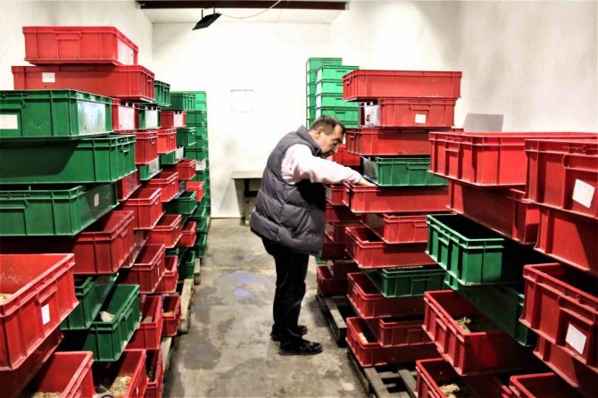 Arkadaşlarının "Türkiye’de Senden Kim Böcek Alacak" Dediği İşletmeci 1 Milyon Çekirge Üretiyor