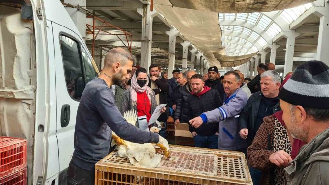 Alaplı Ziraat Odası, Çiftçilere Tavuk Dağıttı
