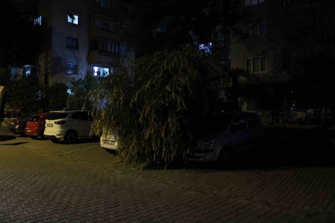 Vatandaşın Dikkati Devrilen Ağaçtan Otomobilleri Kurtardı